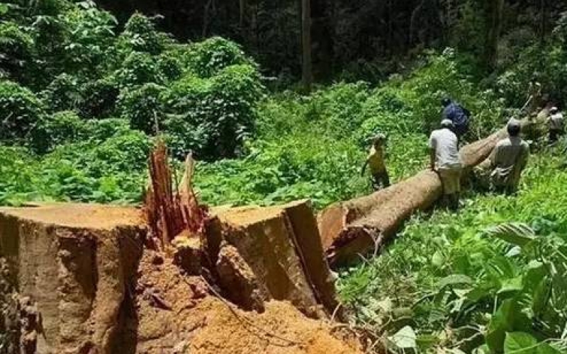 缅甸花梨（大果紫檀）逐步成为红木家具的“主力军”。